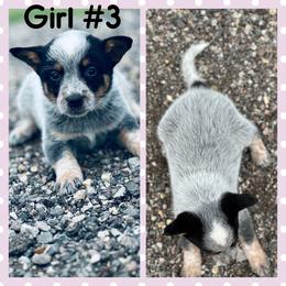 Girl 3 - Blue speckled female Australian Cattle Dog puppy in Prague, Oklahoma from S&B Cattle Co.