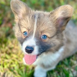 Yellow Collar Boy Jack - Sable male Pembroke Welsh Corgi puppy in Paris, Kentucky from Flat Run Corgis