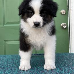 Australian Shepherd Puppies from Storybrooke Australian Shepherds