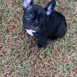 French Bulldog Puppies from Flawless Frenchies