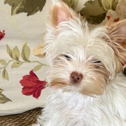 Yorkshire Terriers from Cocktail Puppies