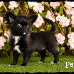 Peter - Black and white male Chihuahua puppy in Demorest, Georgia from Sourpatch Chihuahuas