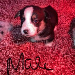 American Corgi and Pembroke Welsh Corgi Puppies from Twisted M Corgi’s