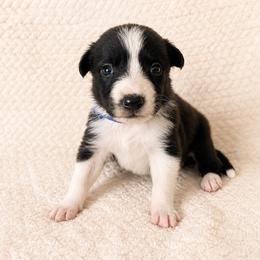 Stone - Black and white male Border Collie puppy in Avery, Texas from Willa Creek Border Collies