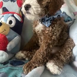 Max - Apricot male Poodle puppy in Patterson, New York from Pixie Poodles