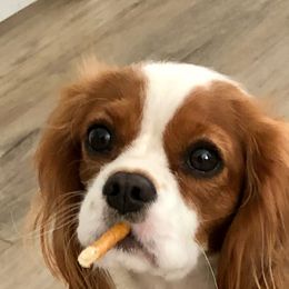 Tessa - Cavalier King Charles Spaniel