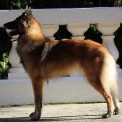 Belgian Tervuren from Shanna's Tervurens