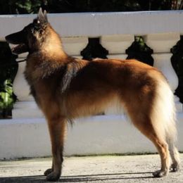 Belgian Tervuren from Shanna's Tervurens