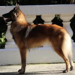 Belgian Tervuren from Shanna's Tervurens