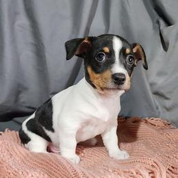 Prancer - White and black male Teddy Roosevelt Terrier puppy in Claremore, Oklahoma from Travelin' Man Terriers