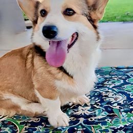 Laney - Pembroke Welsh Corgi