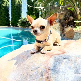 Timmy - Chihuahua