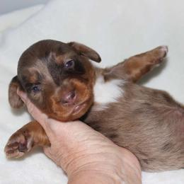 Robin (3425) - Dapple male Dachshund puppy in Sonora, Kentucky from Maple Hill Miniature Dachshunds