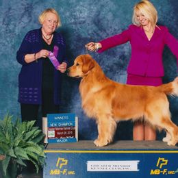 Golden Retriever All Grown Up from Suthern Gold Golden Retrievers