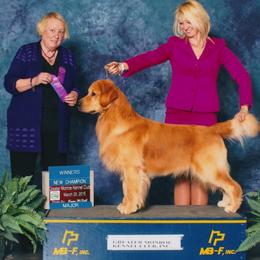 Golden Retriever All Grown Up from Suthern Gold Golden Retrievers