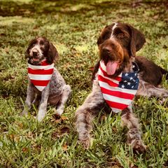 German Wirehaired Pointer Puppies from RipTide Kennels