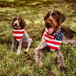 German Wirehaired Pointer Puppies from RipTide Kennels