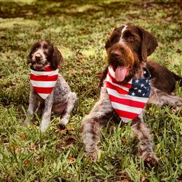 German Wirehaired Pointer Puppies from RipTide Kennels