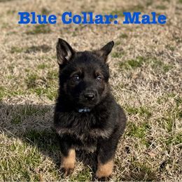 Boy 1 - German Shepherd puppy from Crown H Shepherds