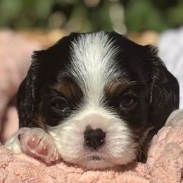 Thing 1 - Tri-color female Cavalier King Charles Spaniel puppy in Gilbert, Arizona from Mayflowers Cavalier Spaniels