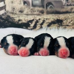 Girl 6 - Black rust and white female Bernese Mountain Dog puppy in Harrisburg, North Carolina from Bunn Ranch Goldens & Bernese