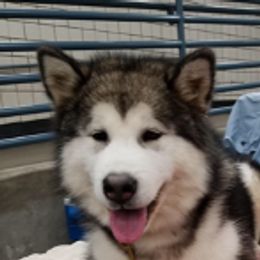 Candace - Alaskan Malamute