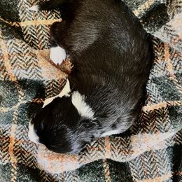 Border Collie Puppies from Border Agility