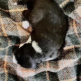 Border Collie Puppies from Border Agility