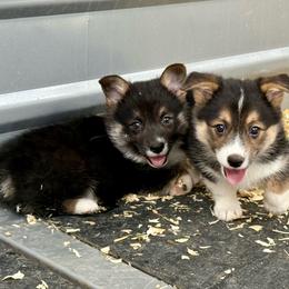 American Corgi puppies from Running M Sunrise Ranch