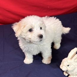 Roxy - yellow collar - White female Bichon Frise puppy in 63101 (St. Louis Metro Area), Missouri from BichonSTL