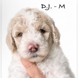 D.J. - Cream male Poodle puppy in Greenwich, New York from MizzElle’s Standard Poodles