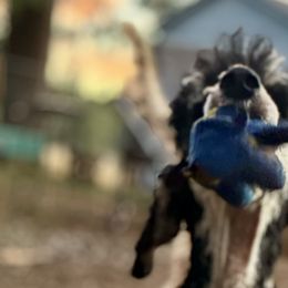 Poodles from Rossiter Poodles