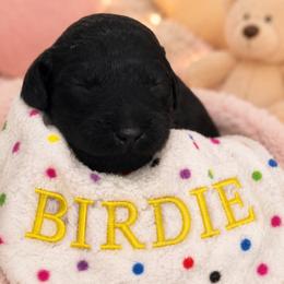 BIRDIE - Black female Poodle puppy in Thornton, Colorado from Shandy Poodle