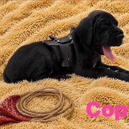 Girl 4 - Black female Great Dane puppy in Luling, Texas from Pegasus Great Danes