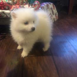 Simon - White male American Eskimo Dog puppy in Squaw Valley, California from Bear Mountain