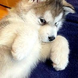 Alaskan Malamute Puppies from Edgend Alaskan Malamutes