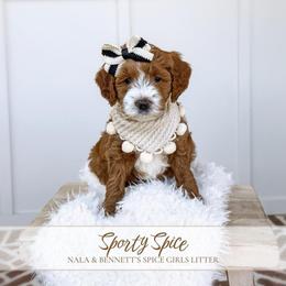 SPORTY SPICE - SPICE GIRLS LITTER - Red  female Goldendoodle puppy in Bell Buckle, Tennessee from Precious Puptown Doodles