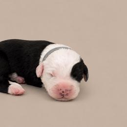 Grey collar - Gray and white male Old English Sheepdog puppy in Mesa, Arizona from Desert Sheepies and Doodles