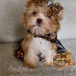 SaLene - Gold female Yorkshire Terrier puppy in Prosper, Texas from DaintyDawlz