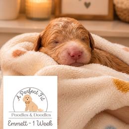 Emmett - Apricot male Goldendoodle puppy in Lake Charles, Louisiana from Perfect Fit Poodles & Doodles