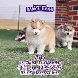 Arlo - Lavender male Pomsky puppy in Humeston, Iowa from M.A.R. Dogs