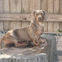 Spice - Dachshund
