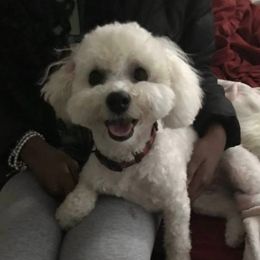 Piper - Bichon Frise