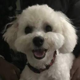 Piper - Bichon Frise