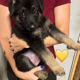 Yellow collar - Black and tan female German Shepherd puppy in Rushsylvania, Ohio from Surgenor Shepherds!