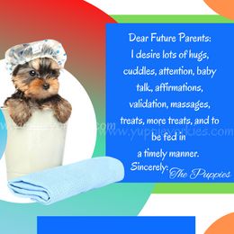 Yorkshire Terrier Puppies from Yuppie Yorkies