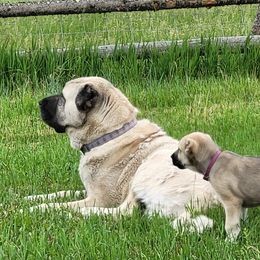 Turkish Boz Shepherds from Emerald Mtn Ranch LLC