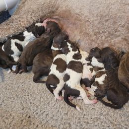 Dachshund, Golden Retriever, and Poodle Puppies from Paragon Puppies