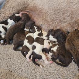 Dachshund, Golden Retriever, and Poodle Puppies from Paragon Puppies