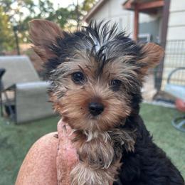Toby - Black and tan male Yorkshire Terrier puppy in Kingston, Oklahoma from Lake Life